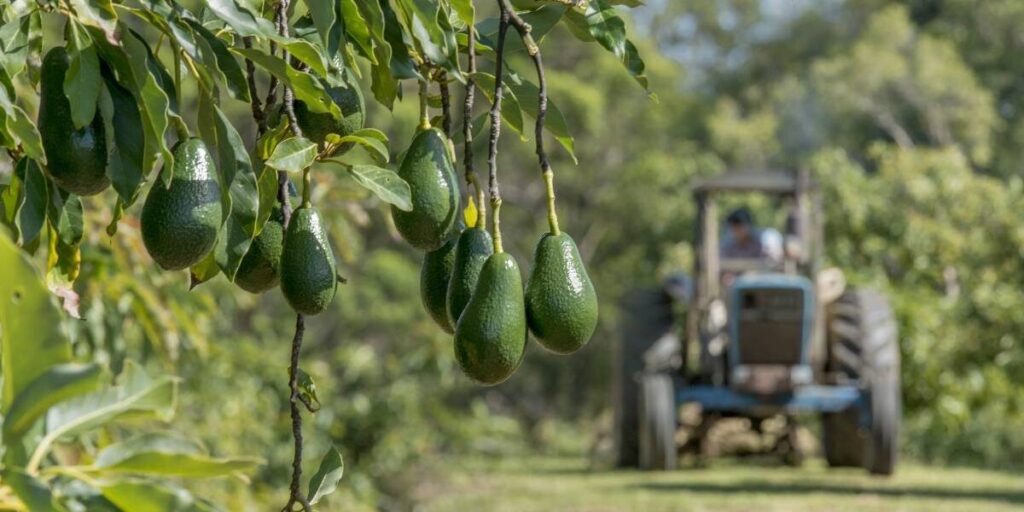 avocado farm